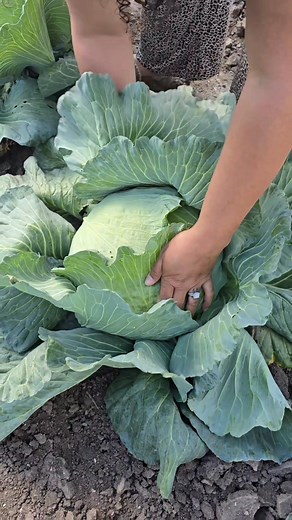 Harvesting some cabbage today! #fallgarden #Louisiana #cabbagepatchkids #Harvest #cabbage | Chasity Caesar