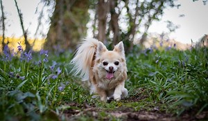 Long Hair Chihuahua Lifespan: Boost It With Our Tips! - The Chihuahua Guide