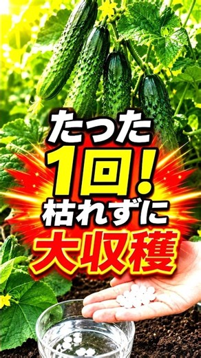 How to Fix Yellow Cucumber Leaves! A Magical Organic Fertilizer That Dramatically Increases Your ...