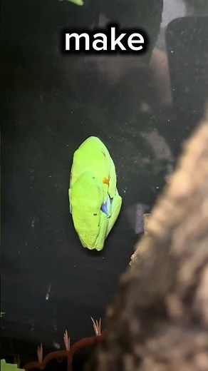 Frog review episode 1 red eye tree frog #frog #pets #exoticpets #redeyedtreefrog