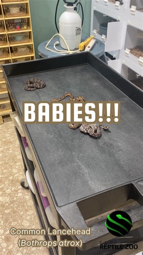 55K views · 233 reactions | Colorful Lancehead babies!!! 勇懶癩 #venomislife #kyreptilezoo #snakes #venomoussnakes #reptiles #venomous | Kentucky Reptile Zoo | Facebook