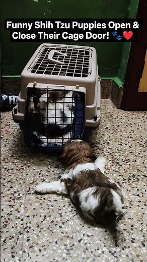 Smart Shih Tzu Puppies Playing with Their Cage Door! 🐶😂 | Too Cute to Miss! #puppy #puppyvideos