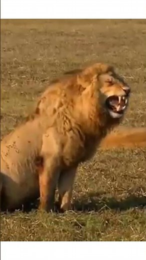 Funny Lion Laughing || #shorts Lion Laughing Video.