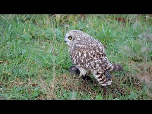 Shorty: The Short eared Owl
