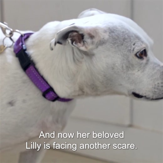 Vet makes heartbreaking discovery on sick dog 💔 | Bondi Vet