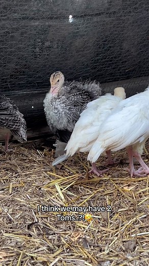 Raising Baby Turkeys on the Homestead: A Fun Adventure!