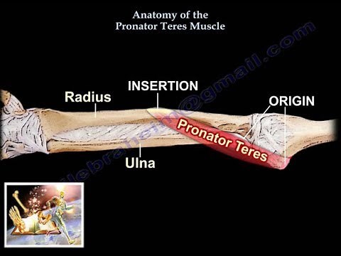 Anatomy of the Pronator Teres Muscle - Everything You Need To Know - Dr. Nabil Ebraheim