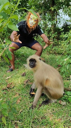 😱 Langoor Ka Reaction Jab Dekha Sher Ko Jungle Mein! | Tiger Mask Prank 🐯 #shorts #funnyvideo