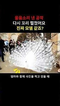 아름다운 공작새가 관광객들에게 선보이는 화려한 쇼 #공작새 #공작새쇼 #공작새댄스 #공작새퍼포먼스 #공작새매력