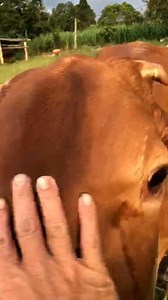 Bầu bbbb 8 tháng..ae nuôi alo em | Triệu Đức Thông