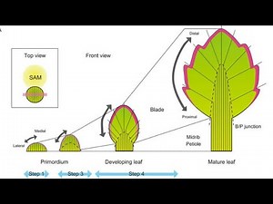 B.Sc. Part-II, Paper-III, Leaf- Origin and Development by Arvind Gaur
