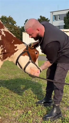 Understanding Animal Chiropractic Care