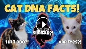10 Fun Facts About Cat Genetics (Basepaws Cat DNA Test GIVEAWAY)!