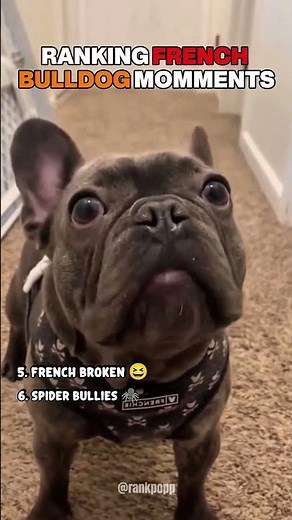 Ranking French Bulldog Funny Moments #shortsviral #shortsfeed #shortvideo