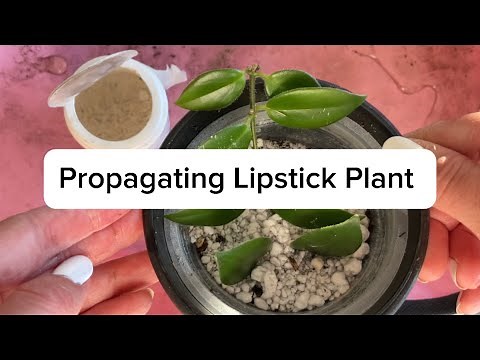 Propagating Lipstick Plant