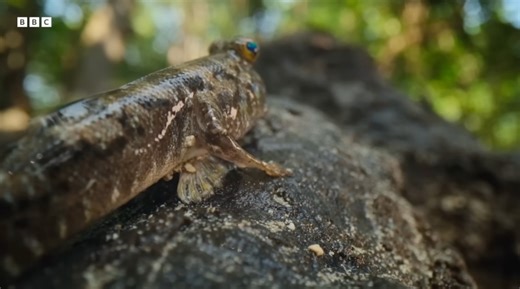 Dusky-gilled mudskippers, the tiny fish that climbs trees