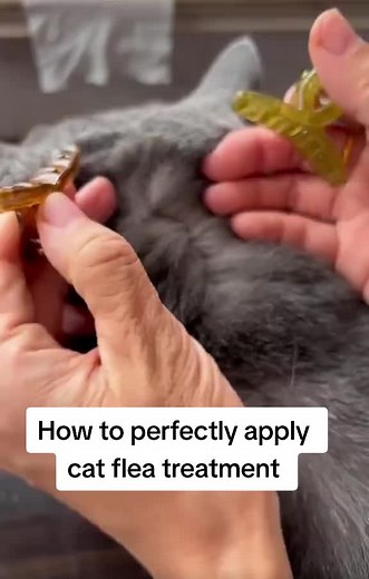 Ultimate Guide to Cat Flea Treatment: Application and Remedies