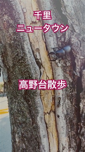 【千里ニュータウン】高野台を30秒散歩｜高台の上品な街