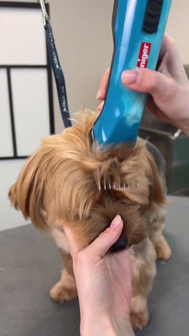 Yorkshire terrier face trim: Step-by-step grooming tutorial