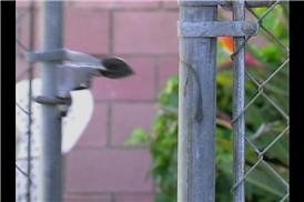 Watch Swimming Pool Safety on Amazon Live