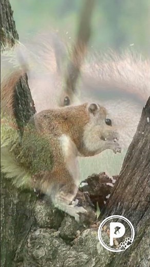 Squirrel Awareness Month