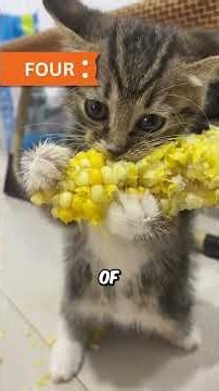Things to do when you bring a kitten home
