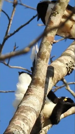 O alerta da gralha cancã #birds #birdsong #aves #nature
