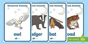 KS1 Nocturnal Animals Posters