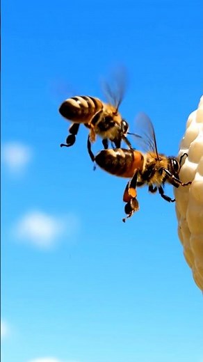 “Honey bees—drones, workers, and the queen—leave the hive and fly into the sky. During the mating
