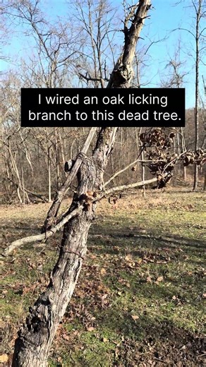 Mock Scrape Trick That Keeps Deer Checking This Spot Year-Round