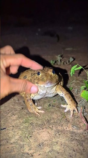 Funny frog cheeks | Big Bullfrog and Toad jump funny | Funny catch animal frog | Bonk Bonk funny fro