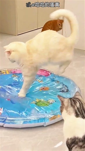 This Cat Ruined Everything!
