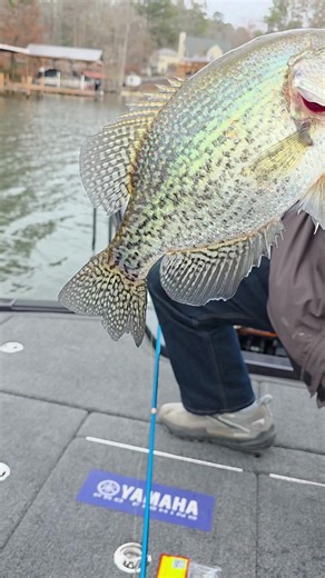 Crappie Dan always keeps Bobby Garland Crappie Baits in his tackle box. The colors, profiles, and action give him the versatility he needs to adjust and keep crappie biting. https://www.lurenet.com/brands/bobby-garland #BobbyGarland #CrappieDan #CrappieMates