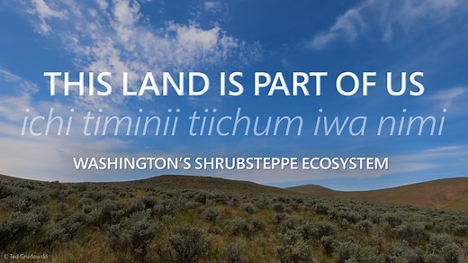 A short film produced by the Washington Department of Fish & Wildlife and Conservation Northwest. The shrub-steppe of central Washington’s Columbia Basin is a land of rich biodiversity, vibrant communities and poignant beauty. It is a place both iconic and increasingly at-risk. Here, at the northern extent of the great “Sagebrush Sea” that once sprawled across much of the American West, growing collaboration between agencies, Native American tribes, conservation organizations, local landowners a
