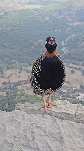 Desi Black Partridge Voice کالا تیتر اواز #birdslover #kalateetar #birdslover | Birds Lover