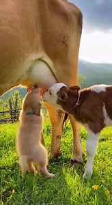 370K views · 5.3K reactions | “Baby Cow Drinking Milk – Dog Comes to Help ” • • • • • #cows #farm #animals #cowsofinstagram #farmlife #cattle #nature #love #animal #farming #cowgirl #calf #photography #agriculture #farmer #cowstagram #instagram #milk #viral #highlandcow #cowboy #cowlove #reels #art #trending #dairy #cute #countrylife #instagood #happycows | Banana Nibbler | Facebook