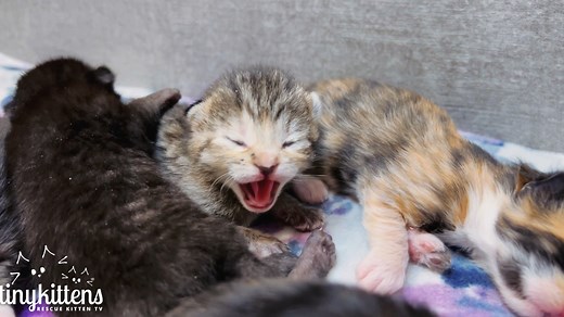 53K views · 7.7K reactions | These tiny kitten hisses are the c̶u̶t̶e̶s̶t̶ scariest thing you'll see today!  Fall in love on our rescue livestream: TinyKittens.com/live #rescuecat #rescuedismyfavoritebreed #kittens #compassion #adoptdontshop #hisses | Tinykittens | Facebook