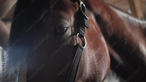 Close-up. Horse face full screen. Horse eyes.