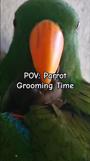 Feather maintenance in progress…| Eclectus Parrot | Michelle Goosen #eclectusparrot #parrotfeathers