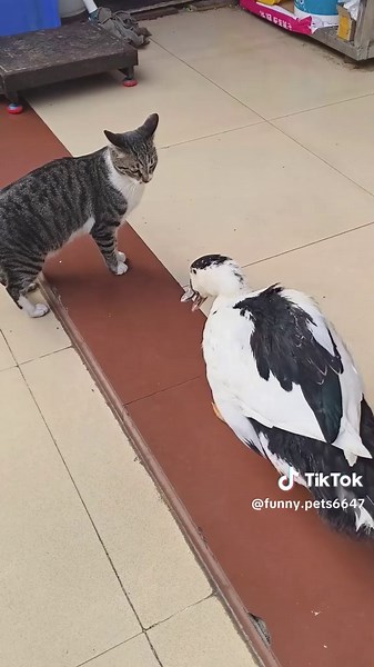 Cat vs Duck: A Hilarious and Cute Showdown
