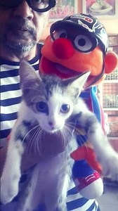 WHO'S THE CAT, WOY!! #memecringe #humor #elmo #funny #handpuppets