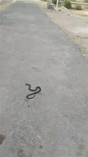 snake highway road pe