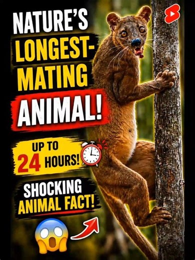 Nature's Longest-Mating Animal 😱 #shorts #facts