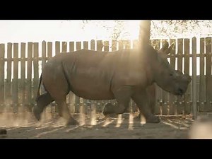 Professor Leith Meyer: ADInstruments Science Hero | Keeping Anesthetized Rhinos Safe | Short Teaser