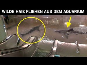 Das Riesenaquarium ist gebrochen und wilde Haie streifen durch das Einkaufszentrum!