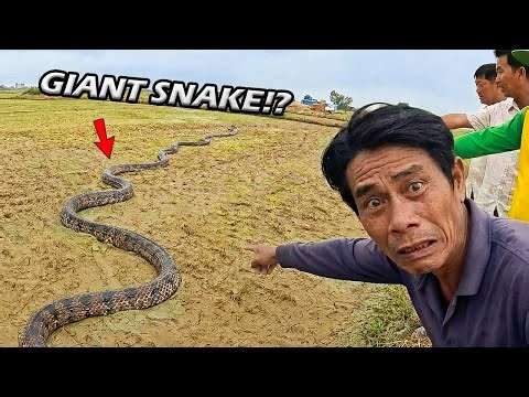 We Followed GIANT SNAKE Tracks… Then This Happened 😱