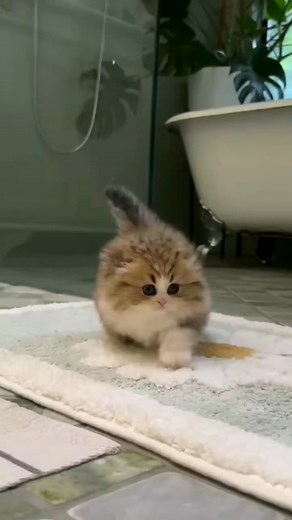 Cat Mania on Reels | Facebook