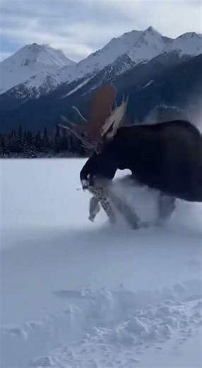 Moose LAUNCHES Snow Leopard Into The Sky 4 Times | Insane!