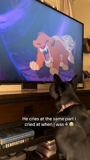 Finally watched lion king together and this is what happened 😭😭😭 #lionking #doglionking #rescuedog #intuitivedog #sensitivedog #dogwatchingtv #tvdog #goodboy #dogsoftiktok #tiktokdogs #humandog #dog #fyp #foryoupage #wholesome #wholesomecontent