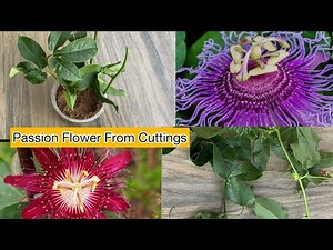 Grow Passion Flower at Home 🌿 | Cutting Propagation Guide